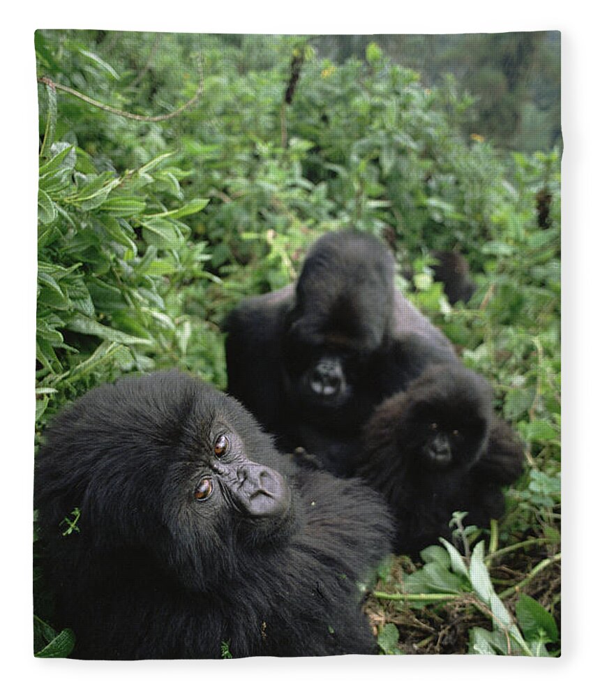 00200879 Fleece Blanket featuring the photograph Mountain Gorilla Family in Forest by Gerry Ellis