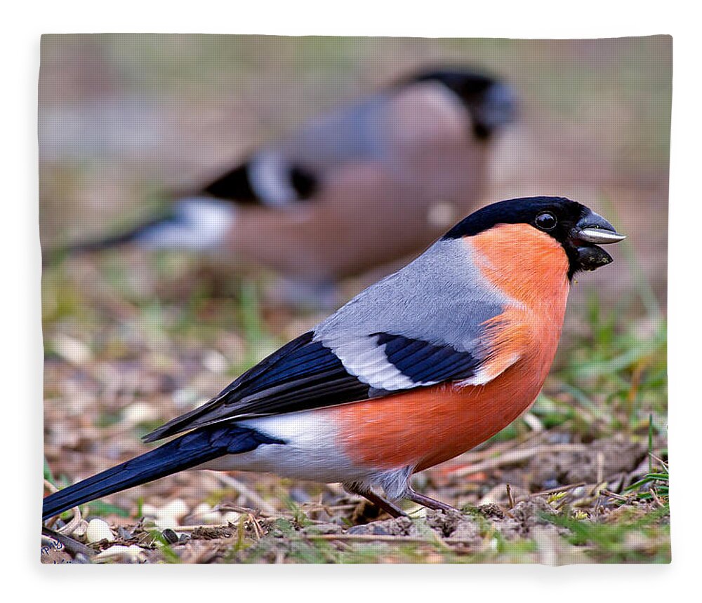 Mr And Mrs Bullfinch Fleece Blanket featuring the photograph Mr and Mrs Bullfinch by Torbjorn Swenelius