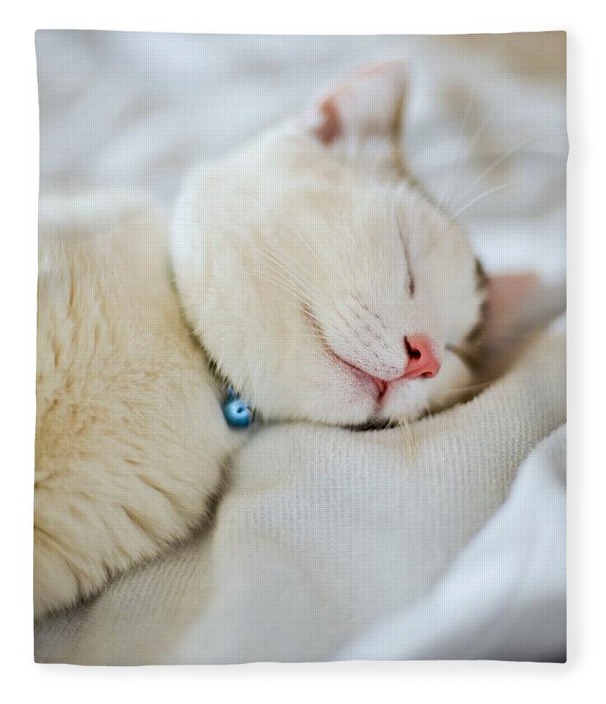 Pets Fleece Blanket featuring the photograph Munchkin Kitten Sleeping by Nazra Zahri