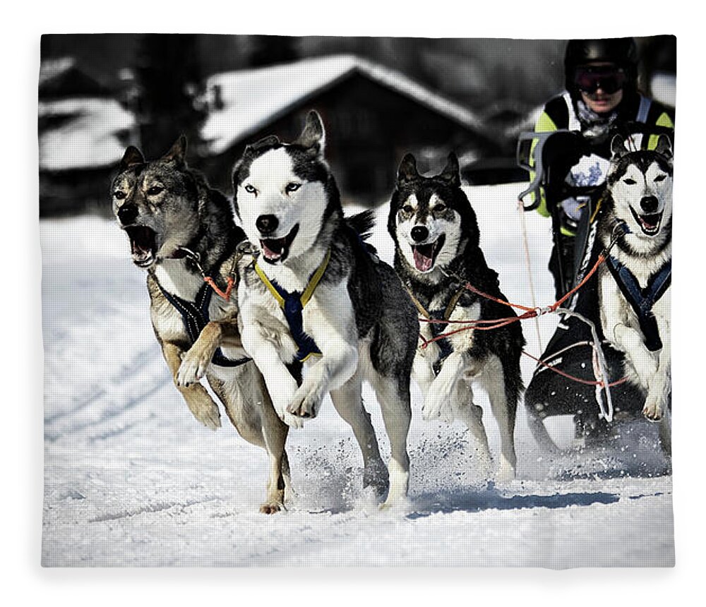 Working Animal Fleece Blanket featuring the photograph Mushing by Daniel Wildi Photography