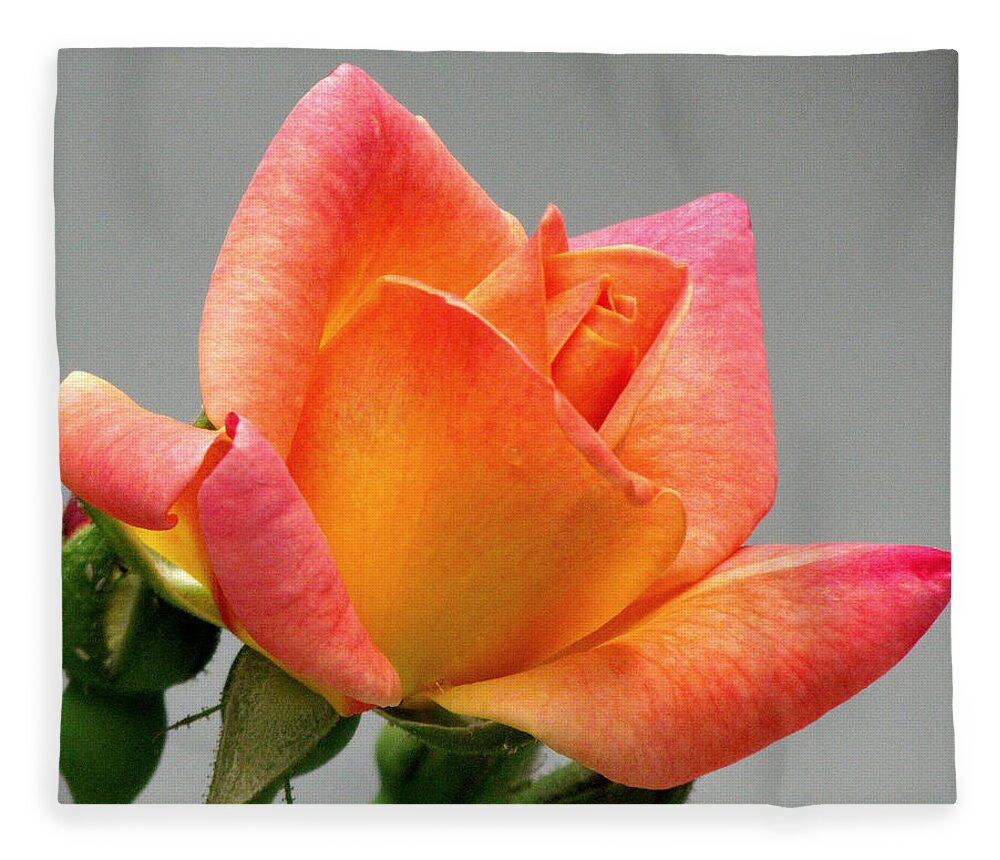 Flower Fleece Blanket featuring the photograph My First Homegrown Rose by Lori Lafargue