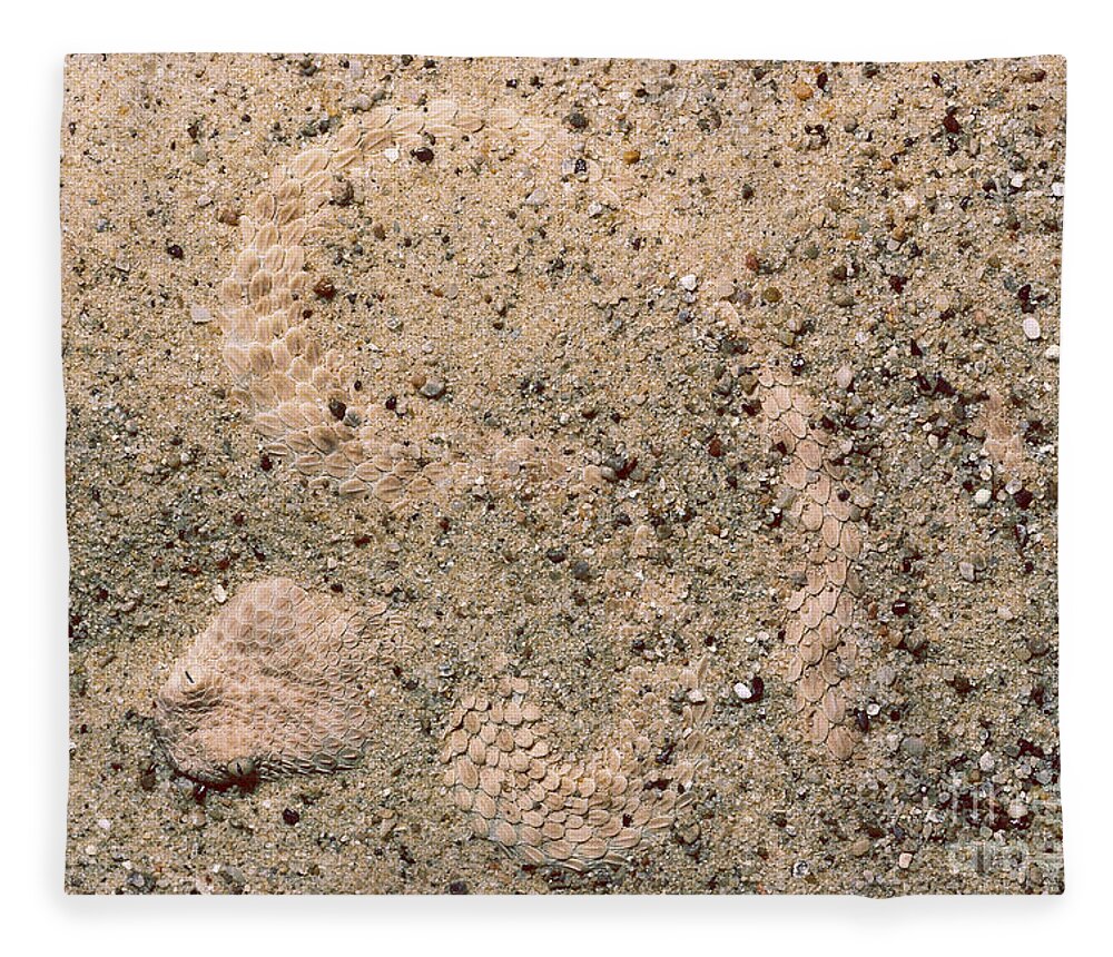Texa Zoo Fleece Blanket featuring the photograph Namib Viper by Gregory G. Dimijian, M.D.