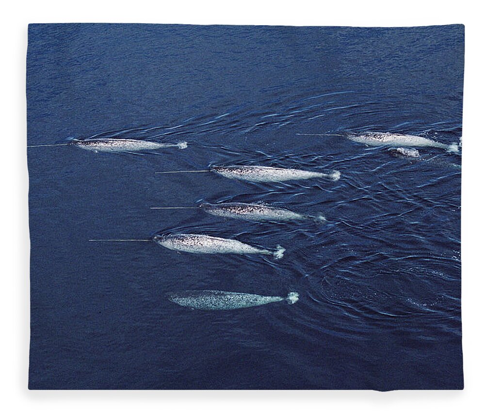 Feb0514 Fleece Blanket featuring the photograph Narwhal Pod Aerial Lancaster Sound by Flip Nicklin
