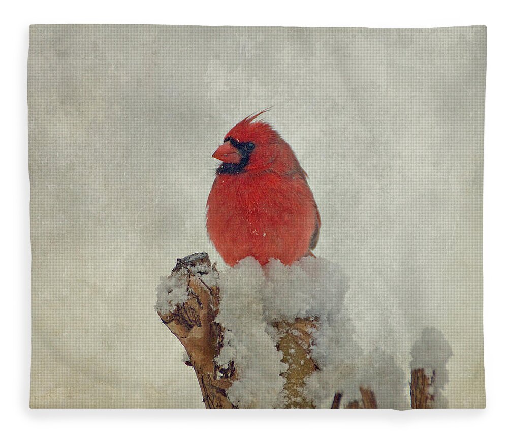 Cardinal Fleece Blanket featuring the photograph Northern Cardinal by Sandy Keeton