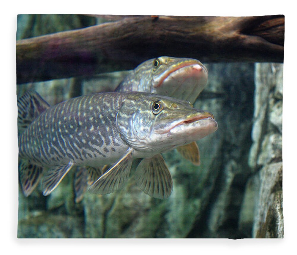 Northern Pike Fleece Blanket featuring the photograph Northern Pike by Shane Bechler