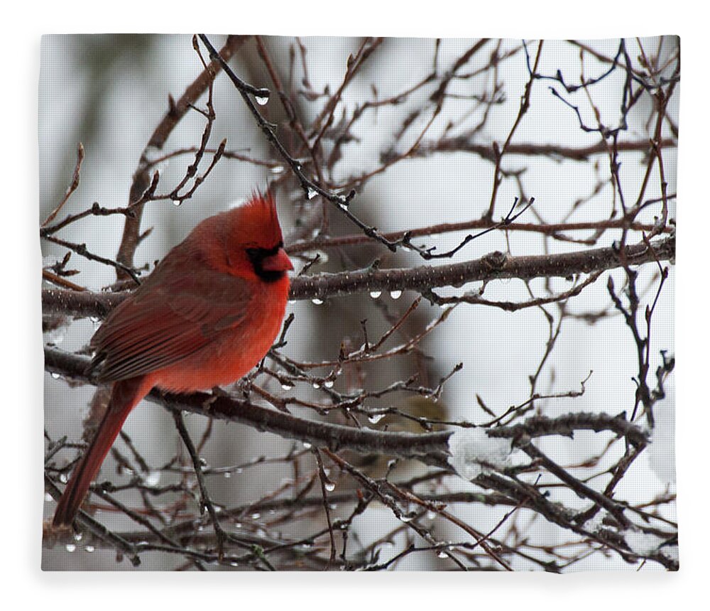 Cardinal Fleece Blanket featuring the photograph Northern red cardinal in winter by Jeff Folger