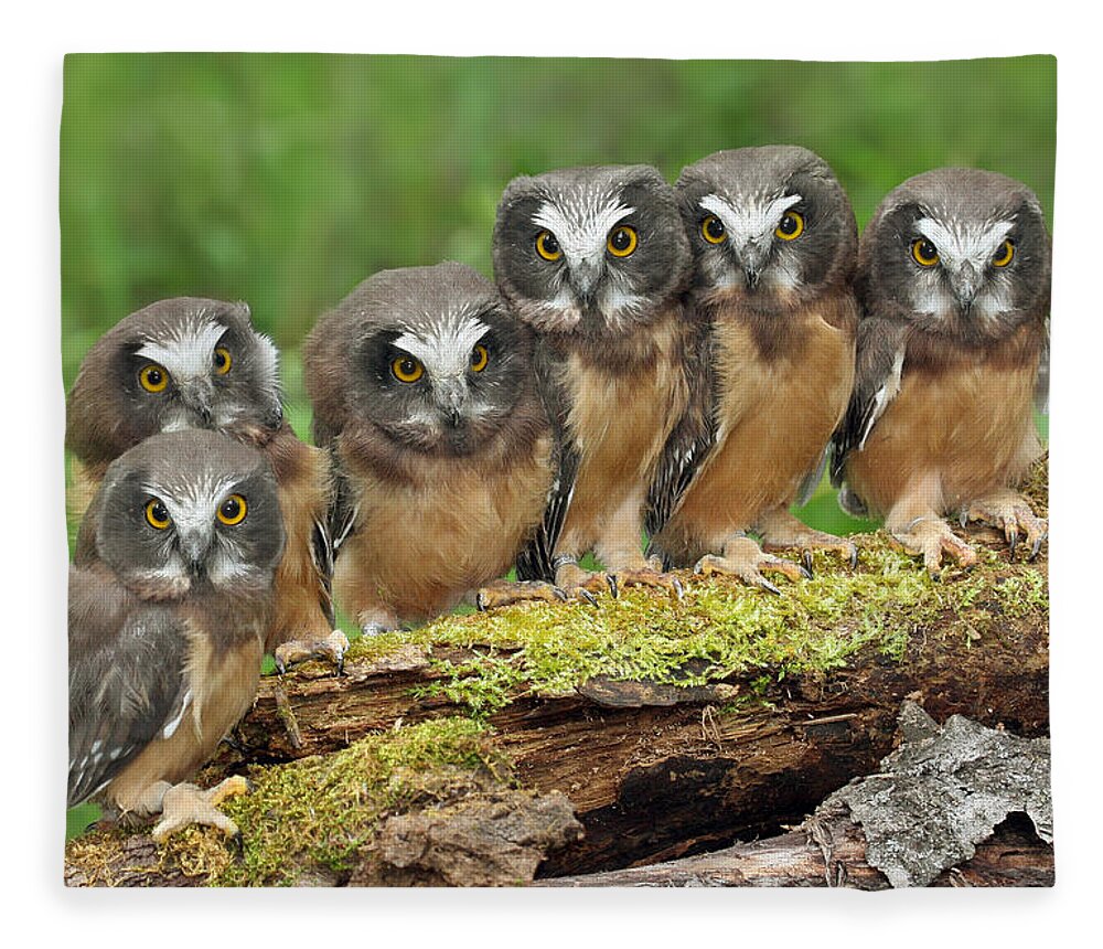 Bia Fleece Blanket featuring the photograph Northern Saw-whet Owl Chicks by Nick Saunders