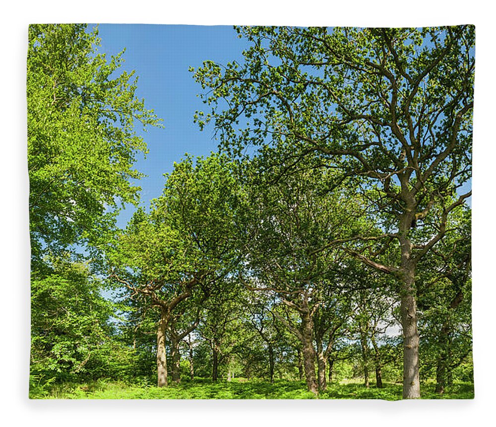 Scenics Fleece Blanket featuring the photograph Oak Trees In Idyllic Summer Woodland by Fotovoyager