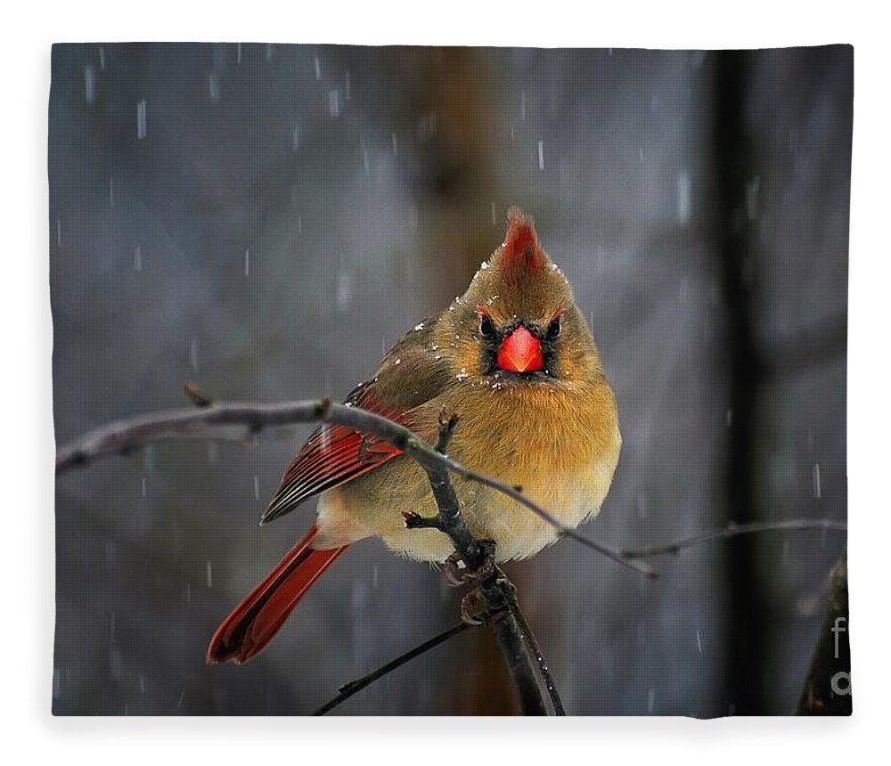 Cardinal Fleece Blanket featuring the photograph Oh No Not Again by Lois Bryan