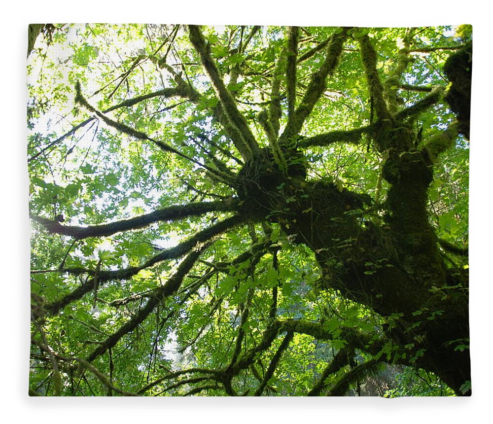 Forest Fleece Blanket featuring the photograph Old Growth Tree in Forest by Shane Kelly