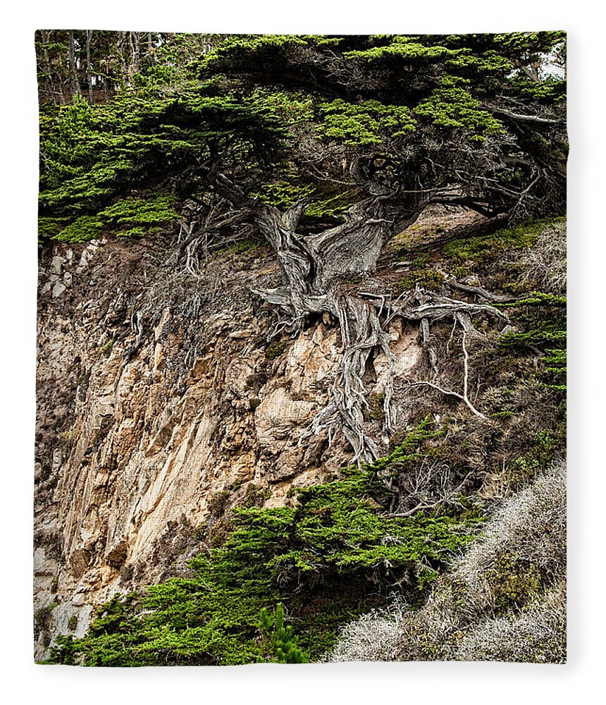 Old Veteren Cypress Tree Fleece Blanket featuring the photograph Old Veteren Cypress Tree by George Buxbaum