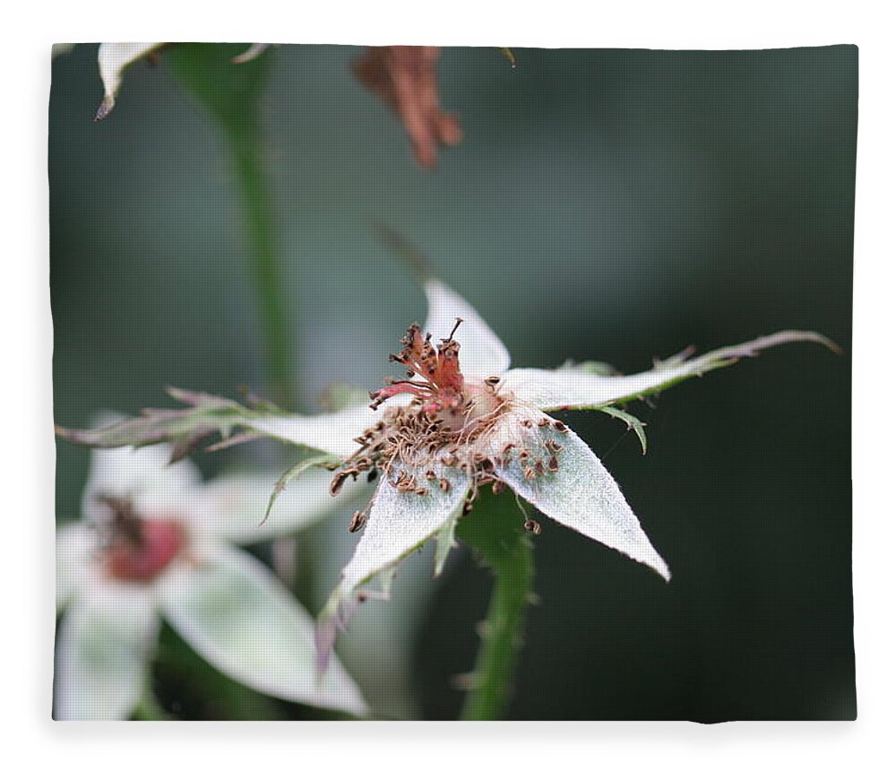 Rose Fleece Blanket featuring the photograph Once so Vibrant Rose by Valerie Collins
