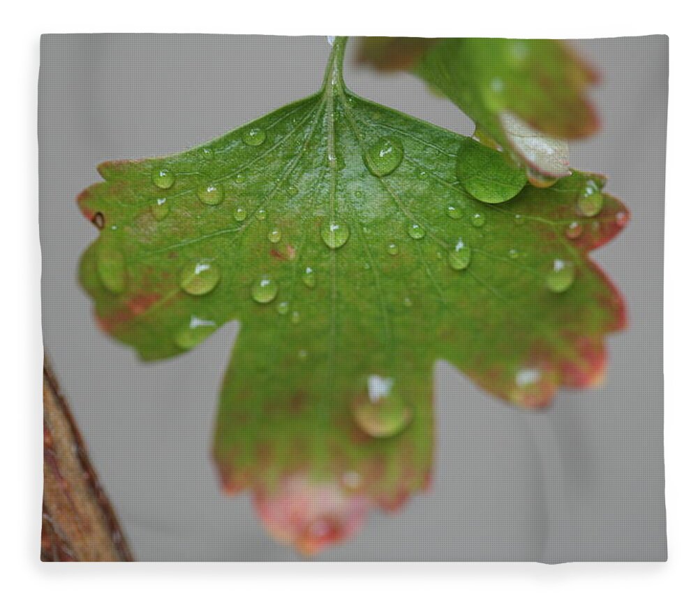 Leaf Fleece Blanket featuring the photograph Rain drops on Leaf by Valerie Collins