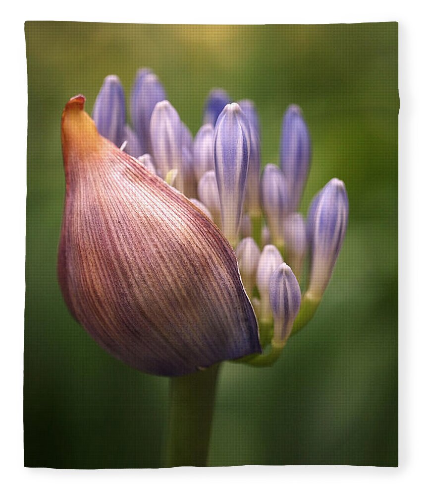 Agapanthus Fleece Blanket featuring the photograph Only the Beginning by Rona Black