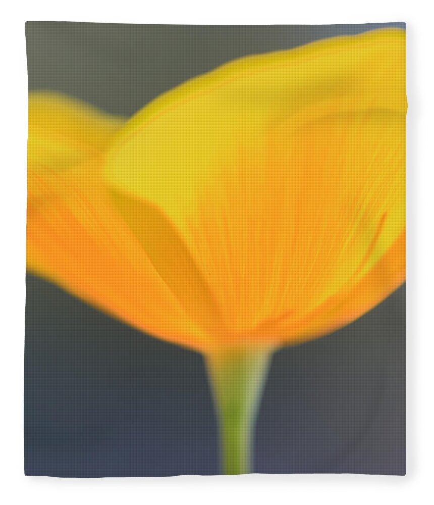 Mexican Gold Poppy Fleece Blanket featuring the photograph Opened by Tamara Becker