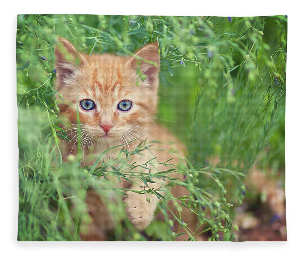 Pets Fleece Blanket featuring the photograph Orange Kitten by Captured By Karen Photography