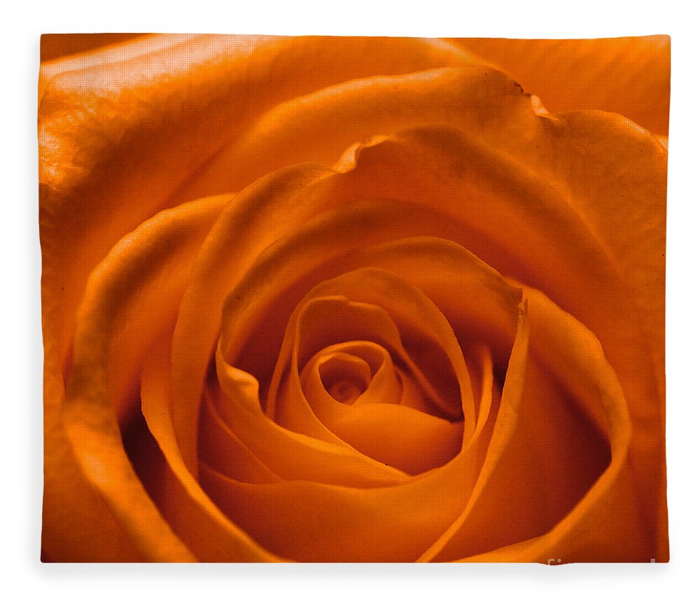 Love Fleece Blanket featuring the photograph Orange rose by Amanda Mohler