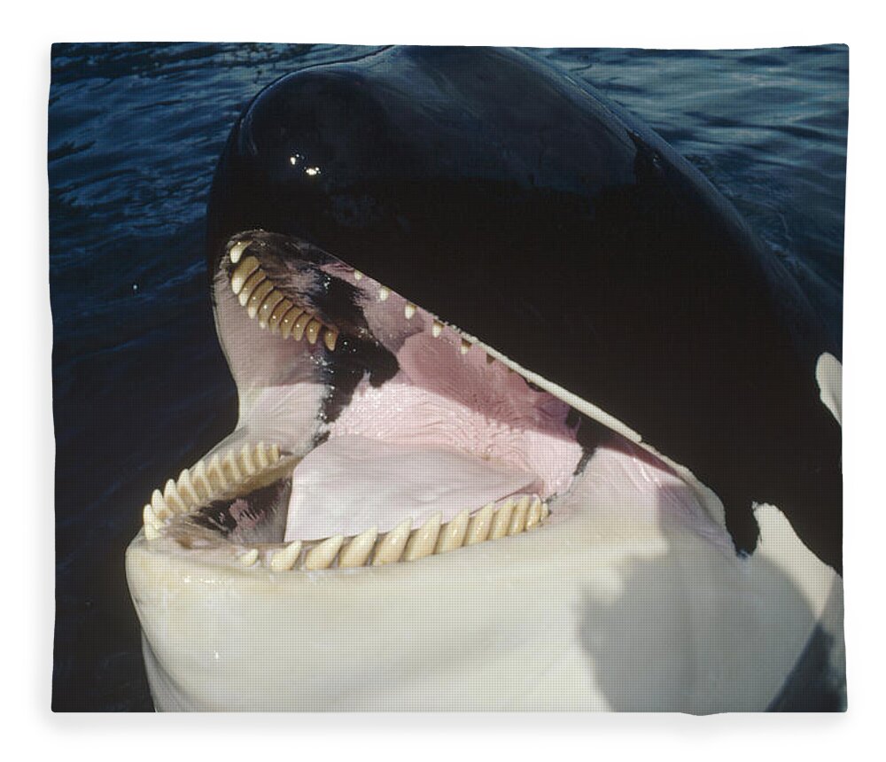 Feb0514 Fleece Blanket featuring the photograph Orca Portrait North America by Flip Nicklin