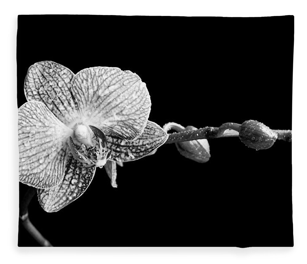 Orchid Fleece Blanket featuring the photograph Orchid Phalaenopsis flower by Michalakis Ppalis