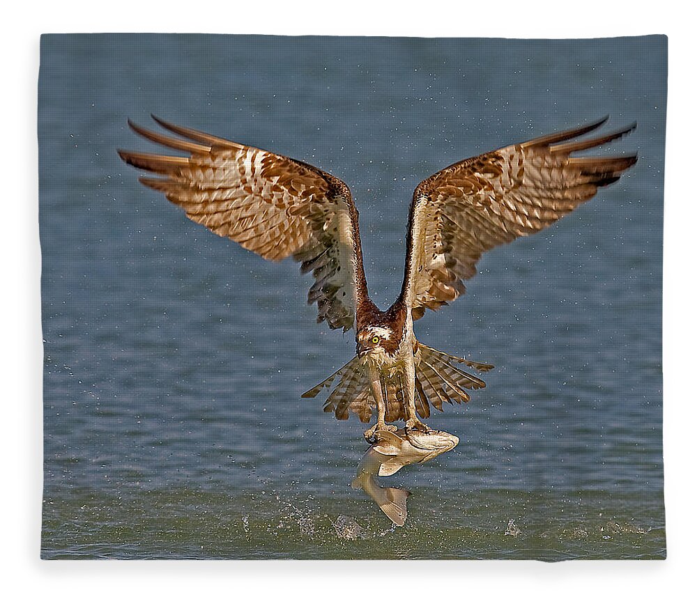 Osprey Fleece Blanket featuring the photograph Osprey Morning Catch by Susan Candelario