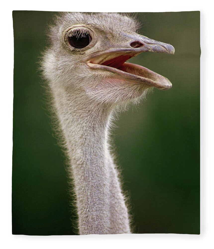 00204095 Fleece Blanket featuring the photograph Ostrich East Africa by Gerry Ellis