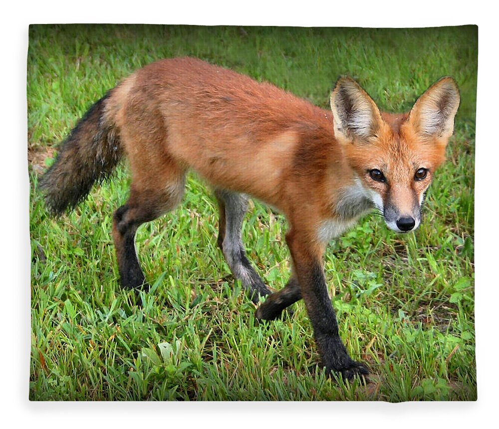 Fox Fleece Blanket featuring the photograph Out for a Walk by Kristin Elmquist