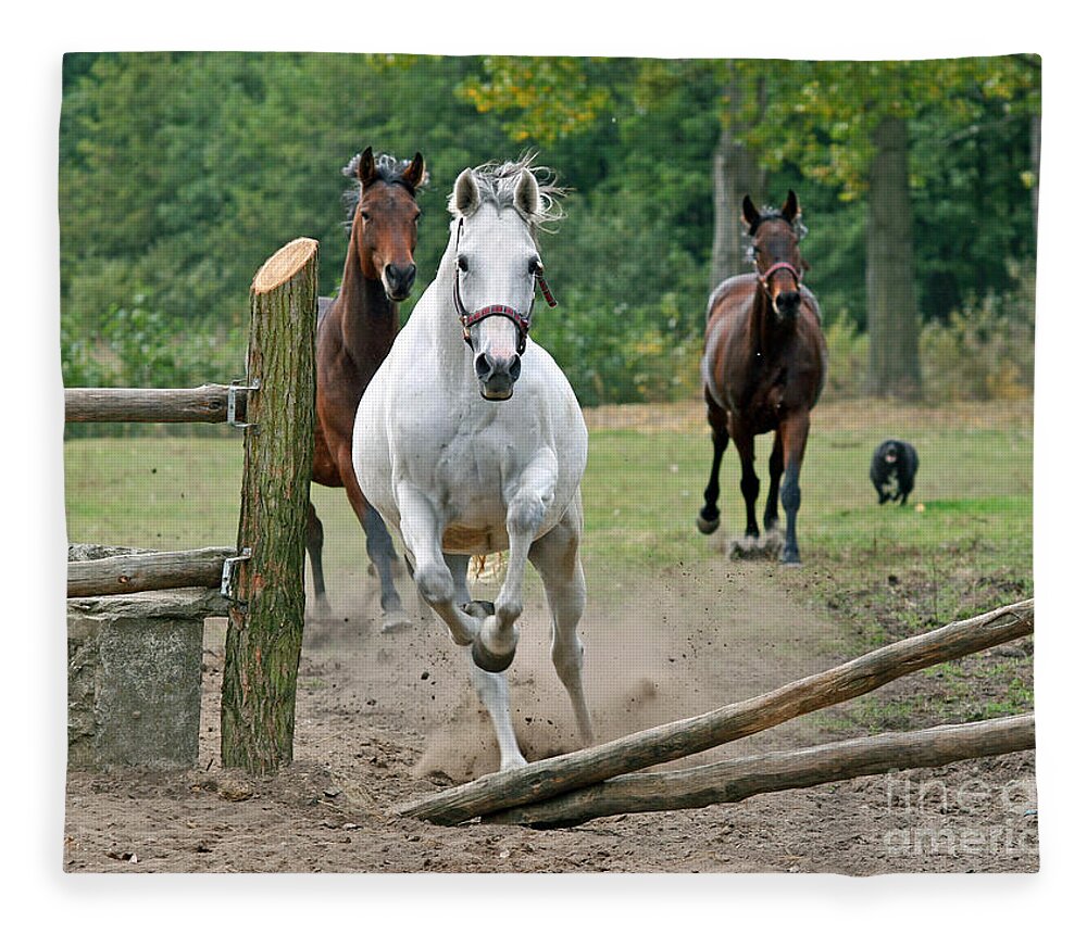 Horse Fleece Blanket featuring the photograph Over The Fence by Ang El
