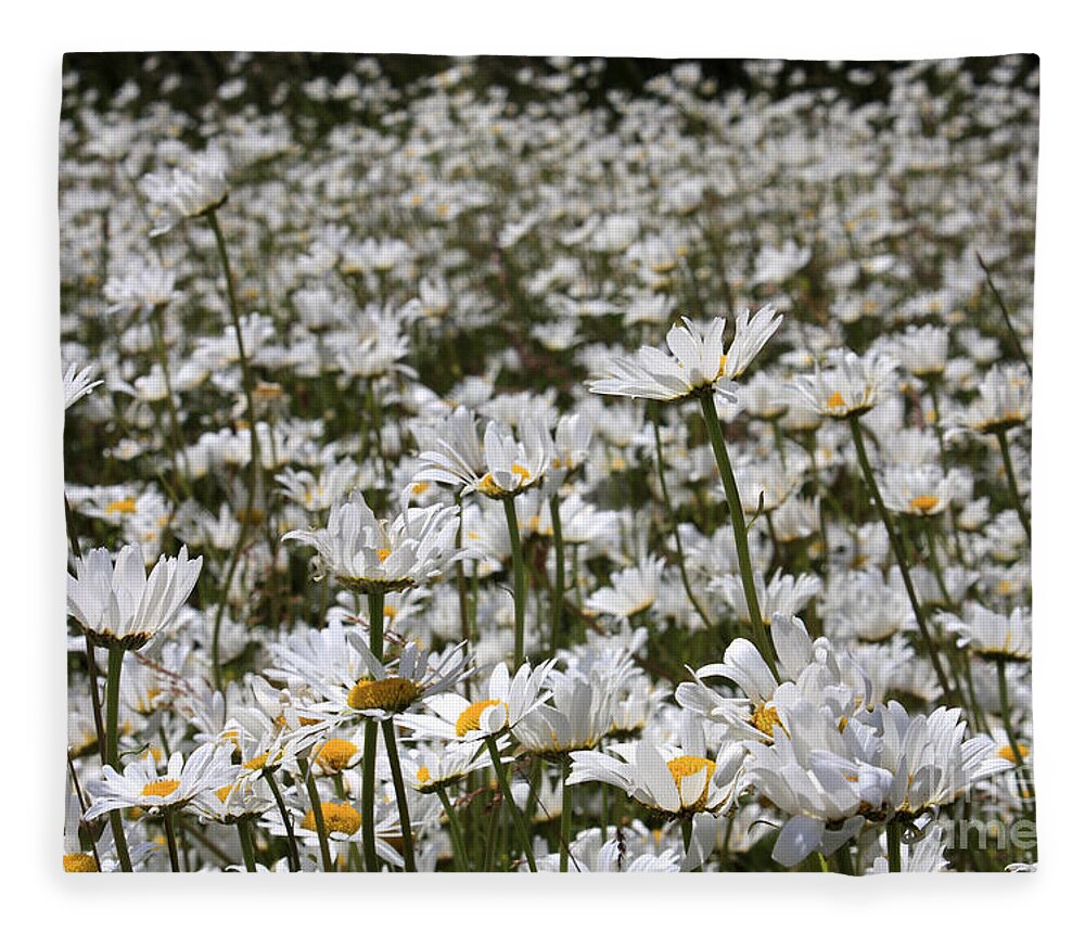 Ox Eye Daisies Daisy Flowers Tall White Flower Oxeye Ox-eye Meadow Field Summer Fleece Blanket featuring the photograph Ox Eye Daisies by Julia Gavin