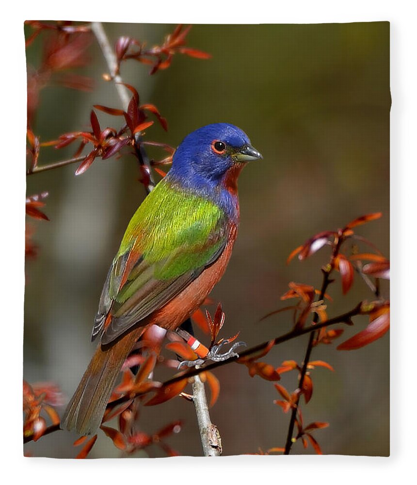 Painted Bunting Fleece Blanket featuring the photograph Painted Bunting - Male by Kathy Baccari