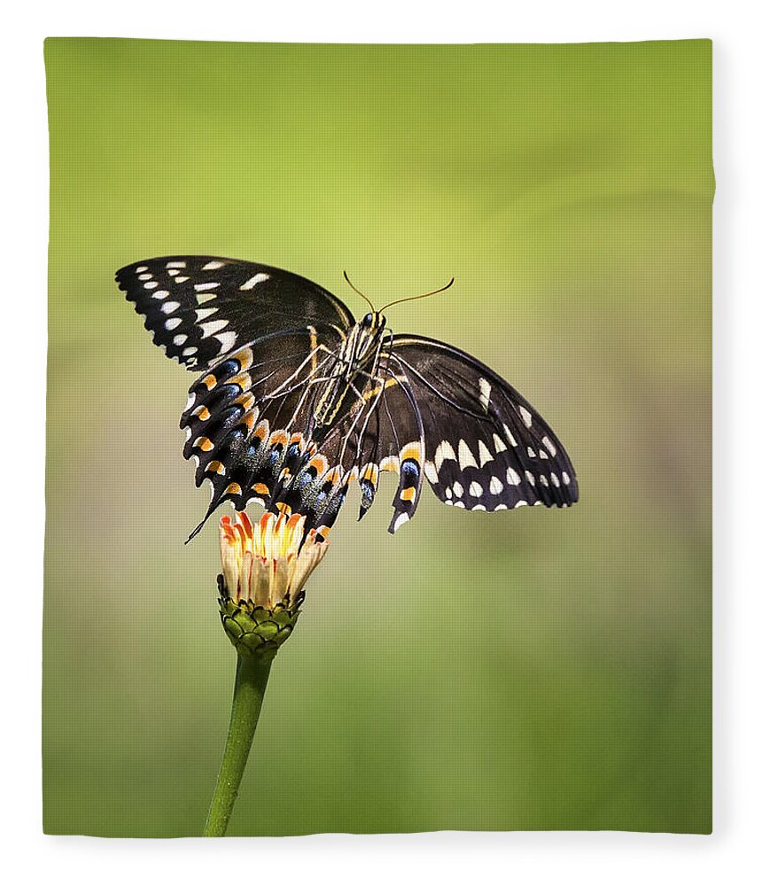 Butterfly Fleece Blanket featuring the photograph Palamedes Swallowtail Butterfly Belly by Jo Ann Tomaselli