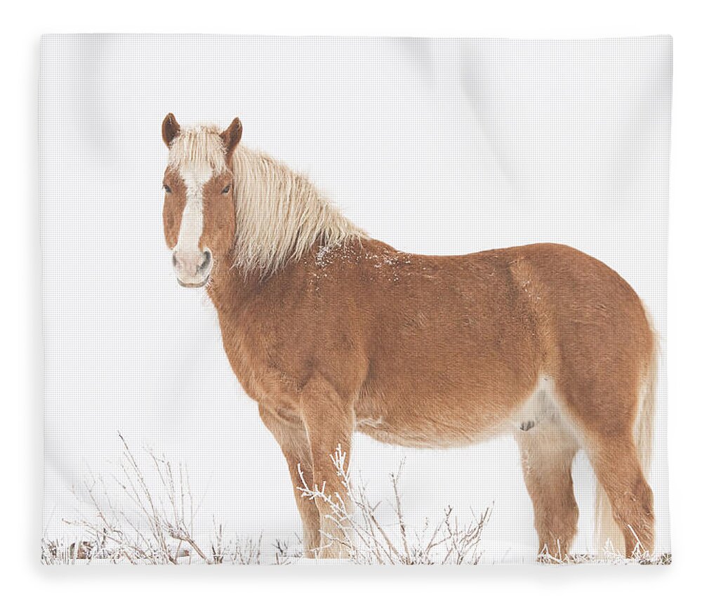 Palomino Fleece Blanket featuring the photograph Palomino Horse in the Snow by James BO Insogna