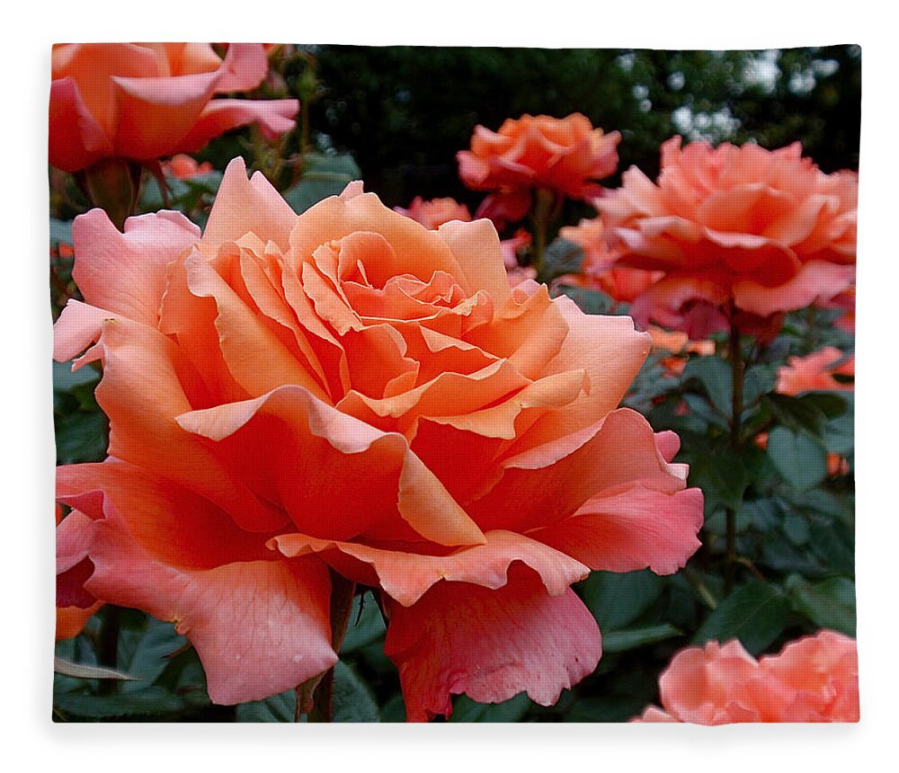 Roses Fleece Blanket featuring the photograph Peach Roses by Rona Black