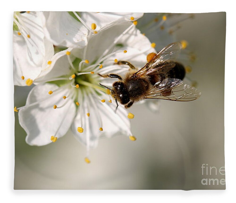 Spring Fleece Blanket featuring the photograph Pear Blossom with bee by Amanda Mohler