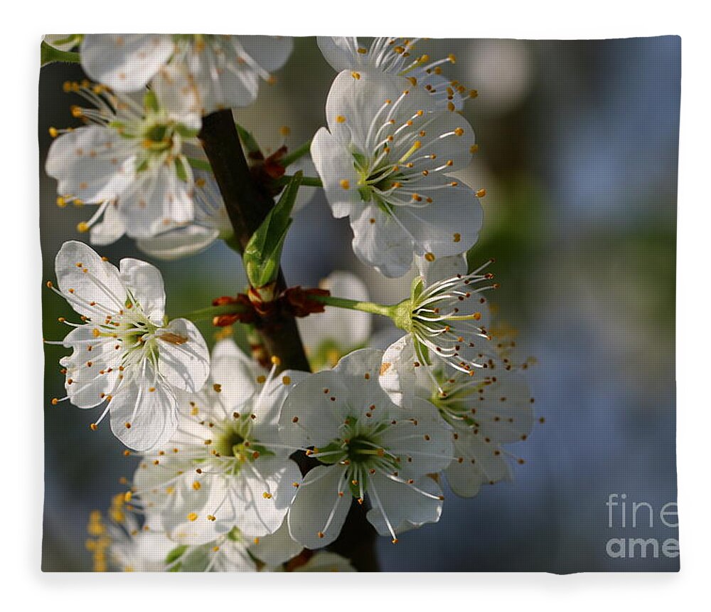 Spring Fleece Blanket featuring the photograph Pear Blossoms by Amanda Mohler
