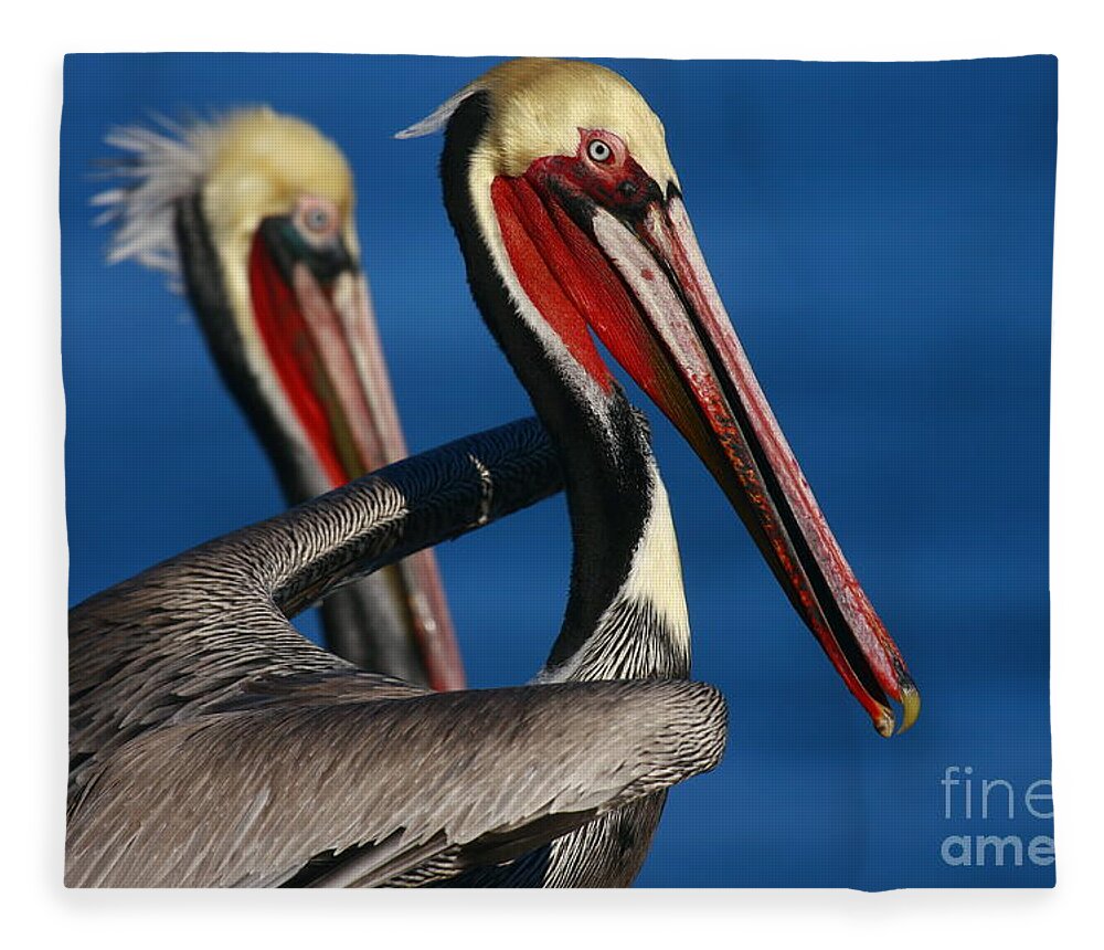 Landscapes Fleece Blanket featuring the photograph La Jolla Pelicans In Waves by John F Tsumas