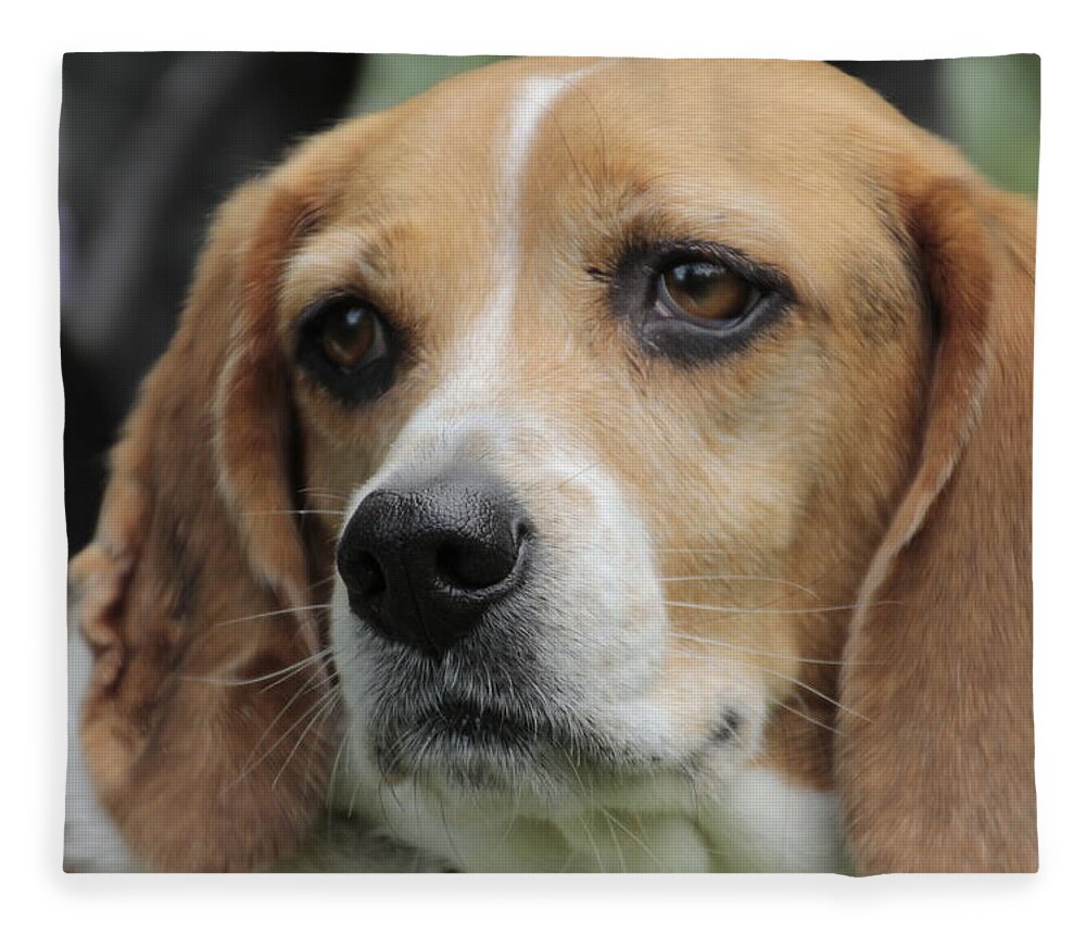 Beagle Fleece Blanket featuring the photograph The Beagle named Penny by Valerie Collins