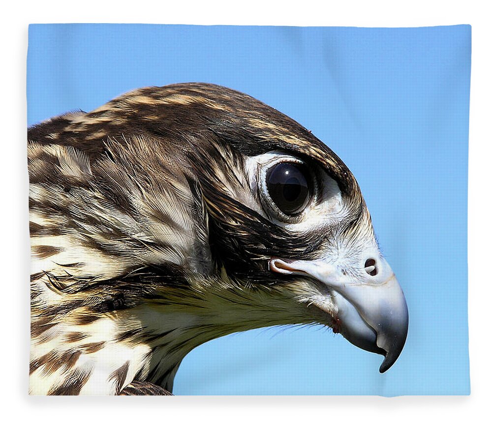 Falcon Fleece Blanket featuring the photograph Peregrine Falcon Tashunka by Christina Rollo