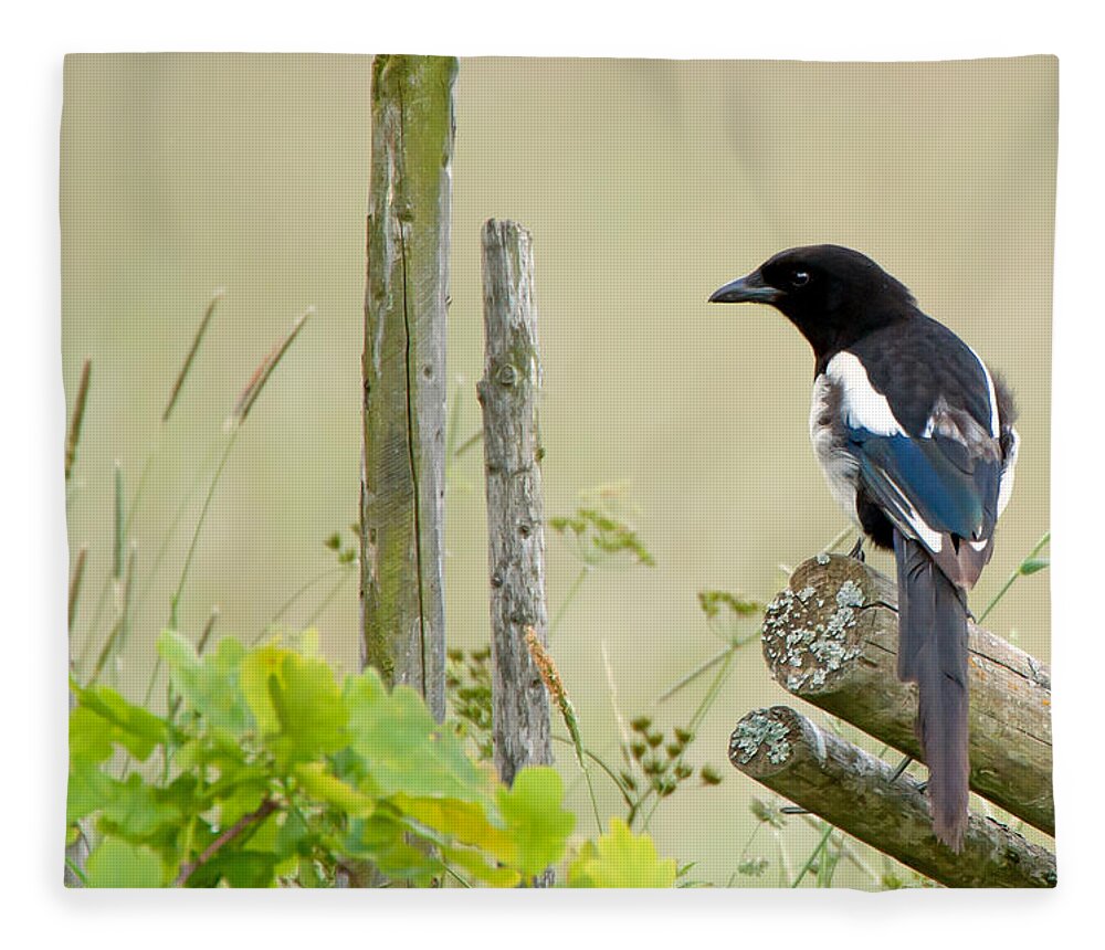Pica Pica Fleece Blanket featuring the photograph Pica pica by Torbjorn Swenelius