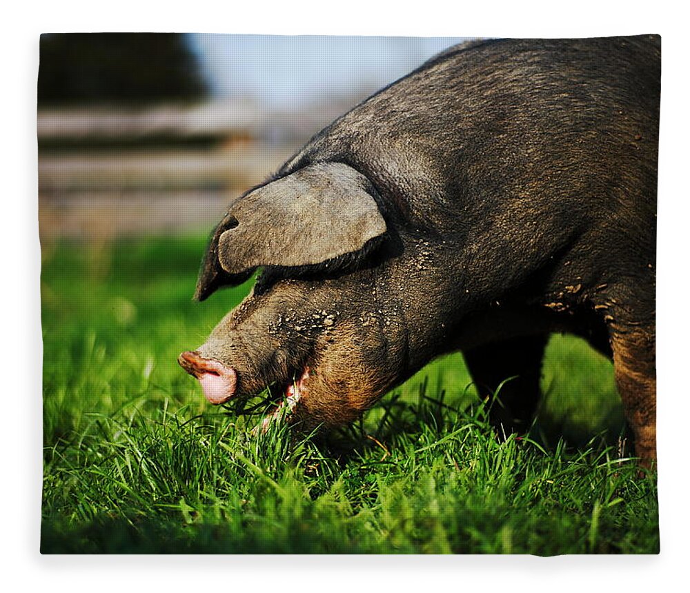 Pig Fleece Blanket featuring the photograph Pig Eating by Jimss