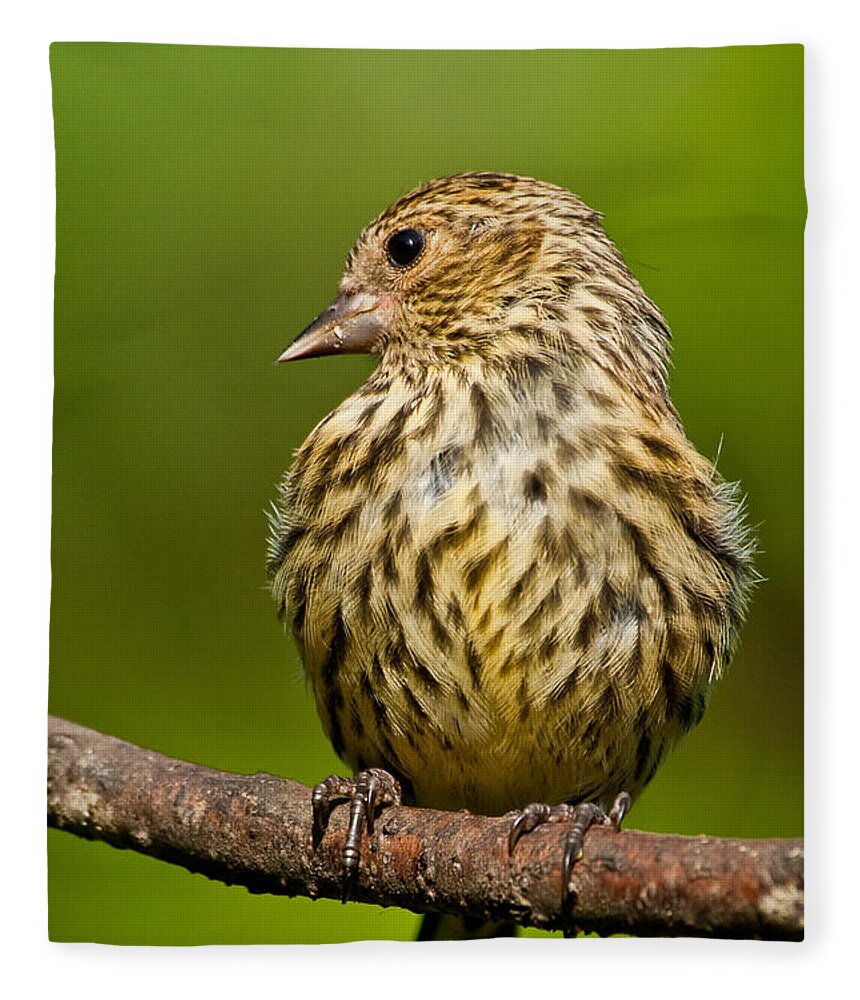 Animal Fleece Blanket featuring the photograph Pine Siskin With Yellow Coloration by Jeff Goulden