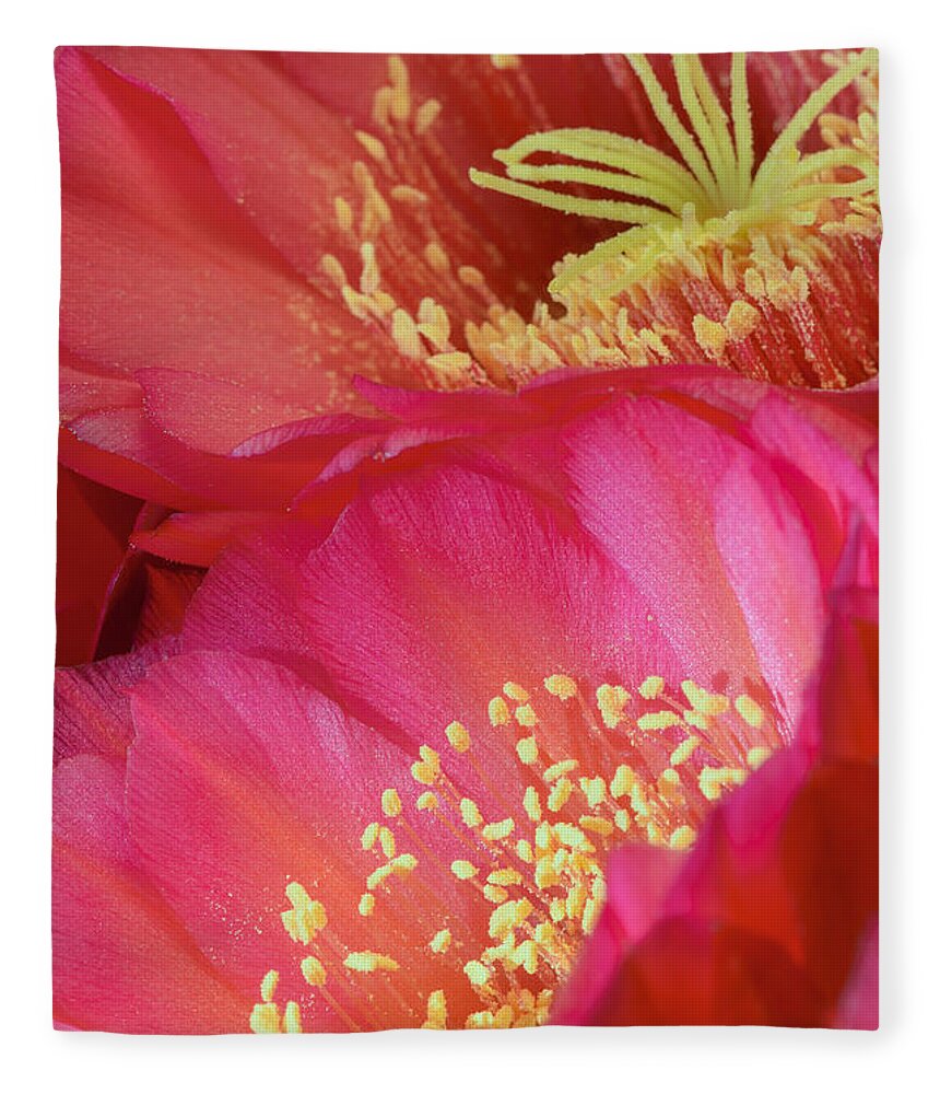 Pink Cactus Flower Fleece Blanket featuring the photograph Pink Cactus Flower Bouquet II by Tamara Becker