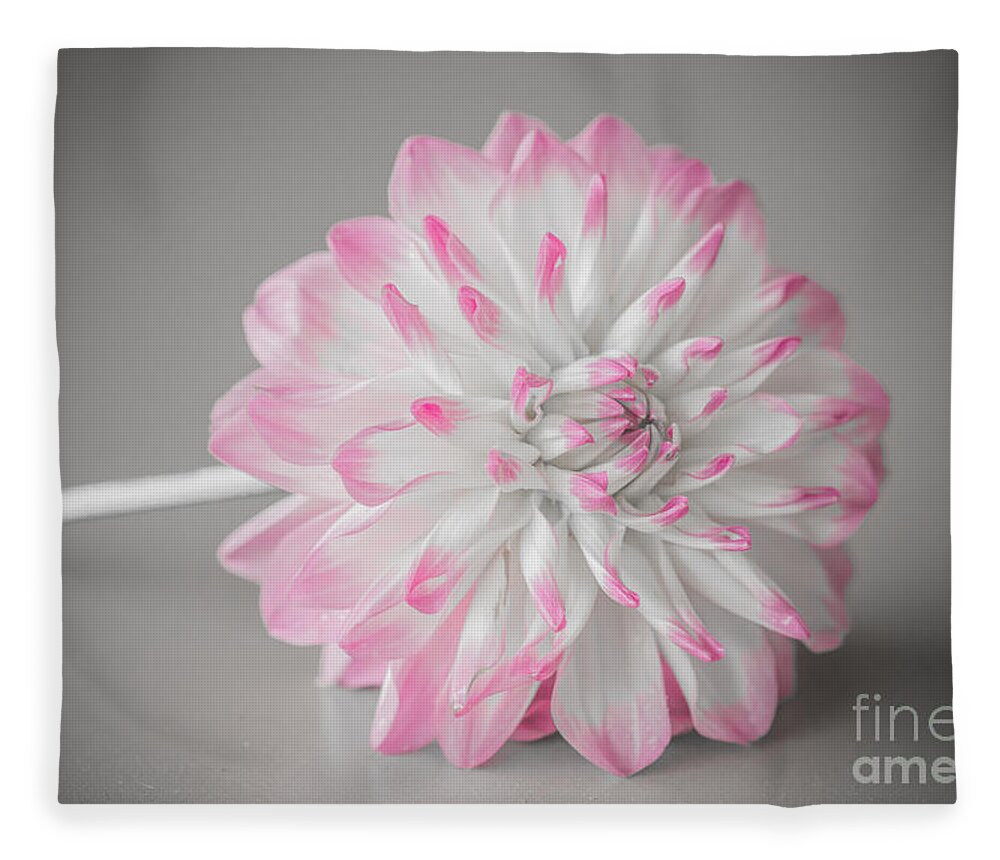 Flower Fleece Blanket featuring the photograph Pink Dahlia by Amanda Mohler