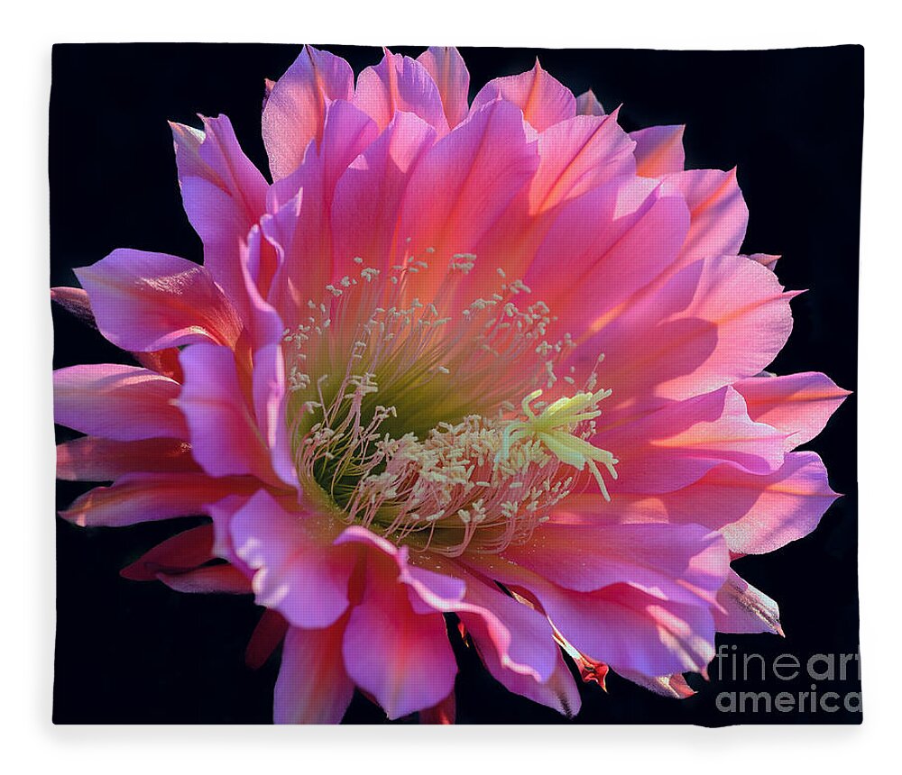Pink Cactus Flower Fleece Blanket featuring the photograph Pink Night Blooming Cactus Flower by Tamara Becker