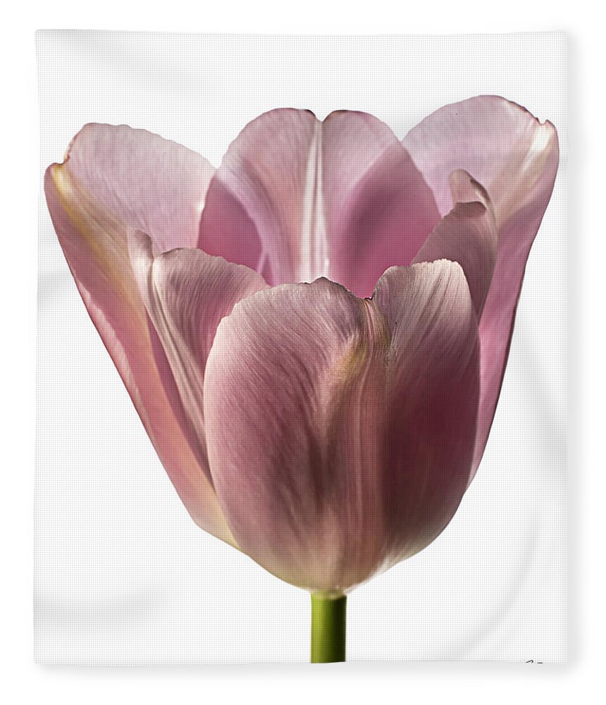Flower Fleece Blanket featuring the photograph Pink Tulip 2 by Endre Balogh