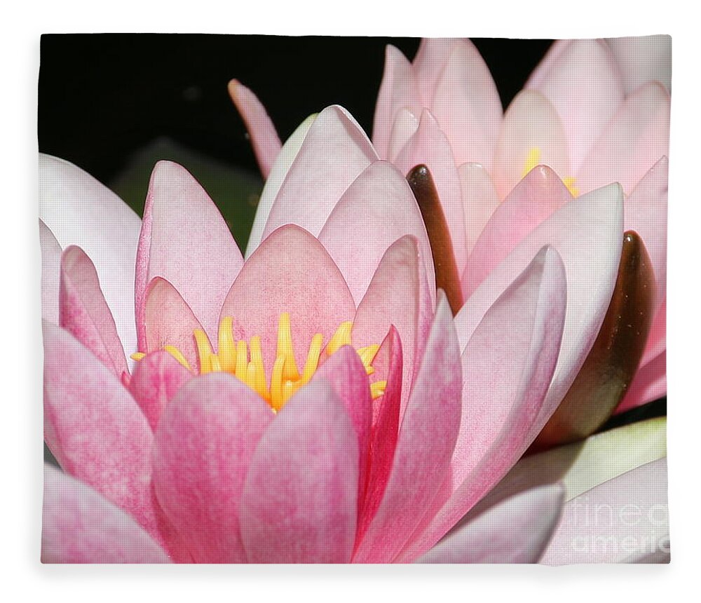 Lilies Fleece Blanket featuring the photograph Pink Water Lily by Amanda Mohler