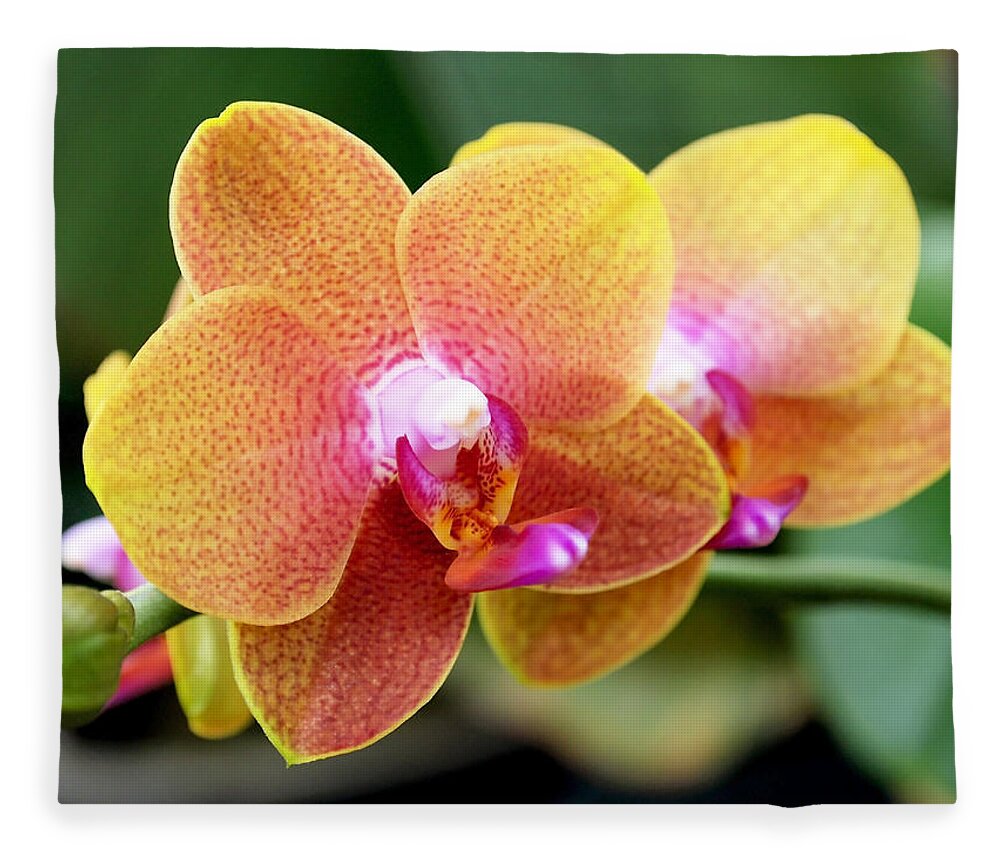 Orchid Fleece Blanket featuring the photograph Pink Yellow Orchid by Rona Black