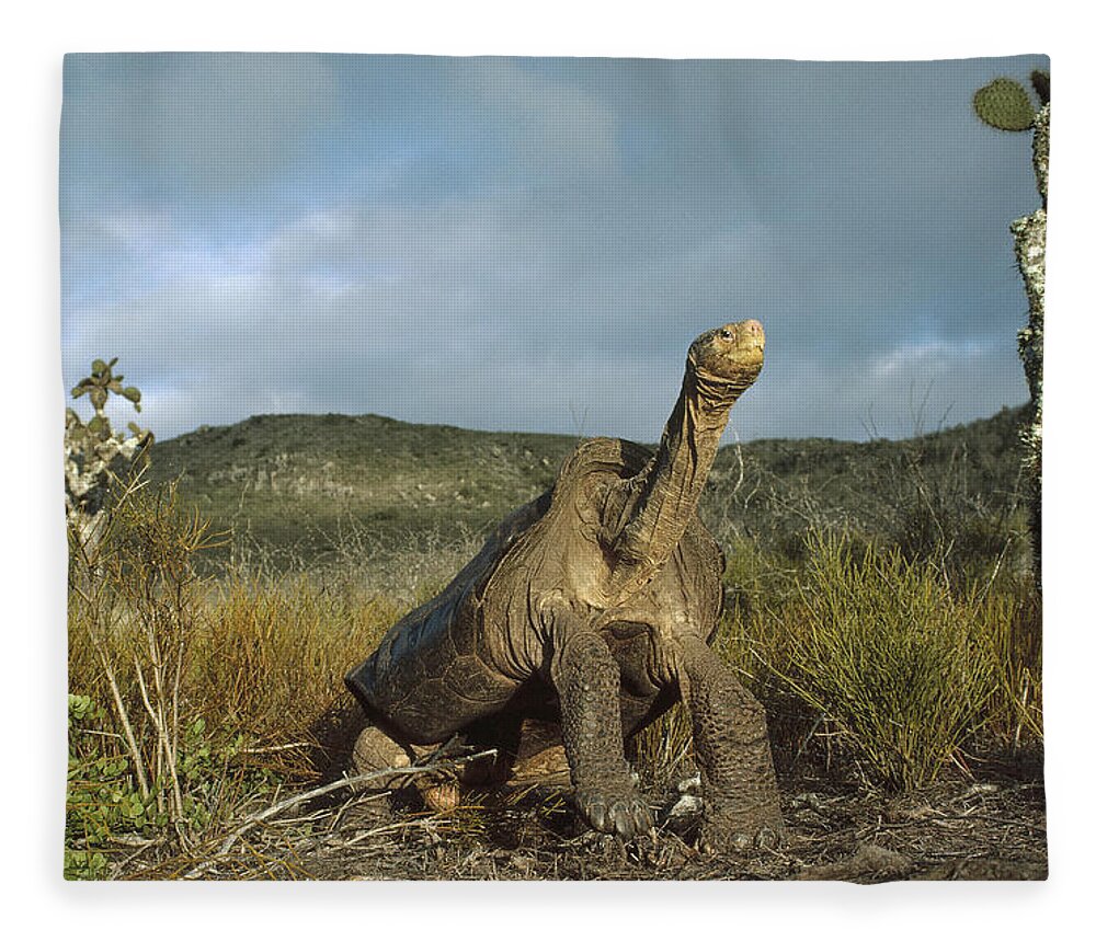 Feb0514 Fleece Blanket featuring the photograph Pinzon Island Tortoise Galapagos Islands by Tui De Roy