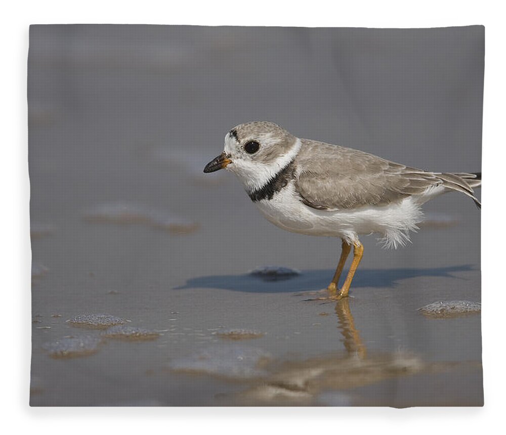Feb0514 Fleece Blanket featuring the photograph Piping Plover Wading Texas by Tom Vezo