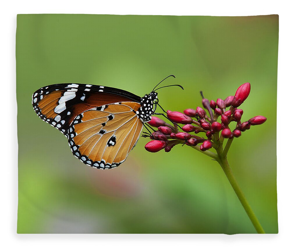 Bangkok Fleece Blanket featuring the photograph Plain Tiger or African Monarch Butterfly DTHN0008 by Gerry Gantt