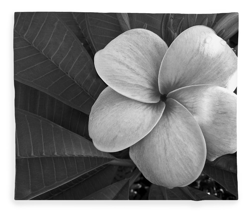 Floral Fleece Blanket featuring the photograph Plumeria with Raindrops by Shane Kelly